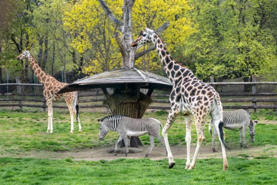V pražské zoo přivítal své obvyklé sezonní obyvatele spolu s jarem velký africký výběh