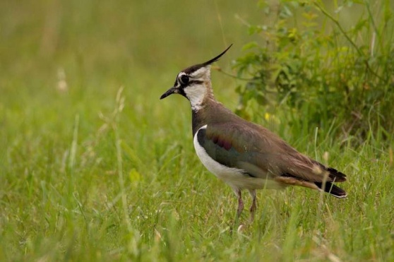 Zapojte se do monitoringu čejek chocholatých, vyzývají ornitologové veřejnost